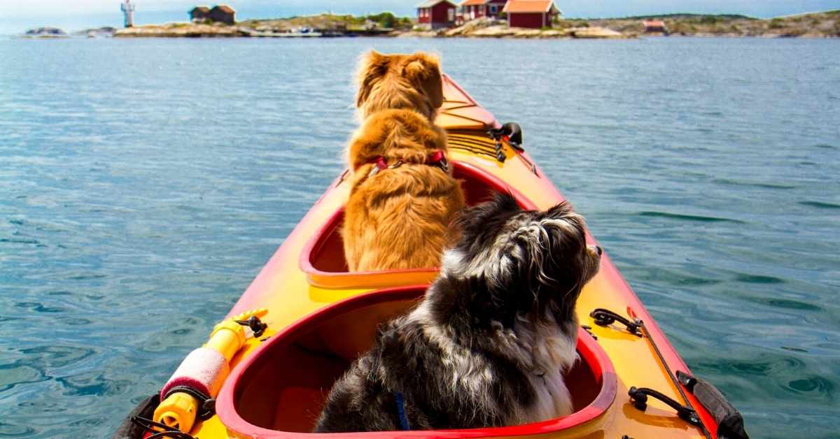 How to train your dog for kayaking