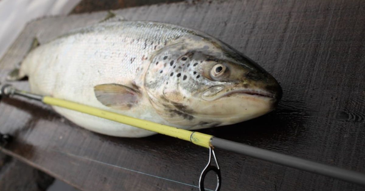 Choosing the right fish stringer for your needs